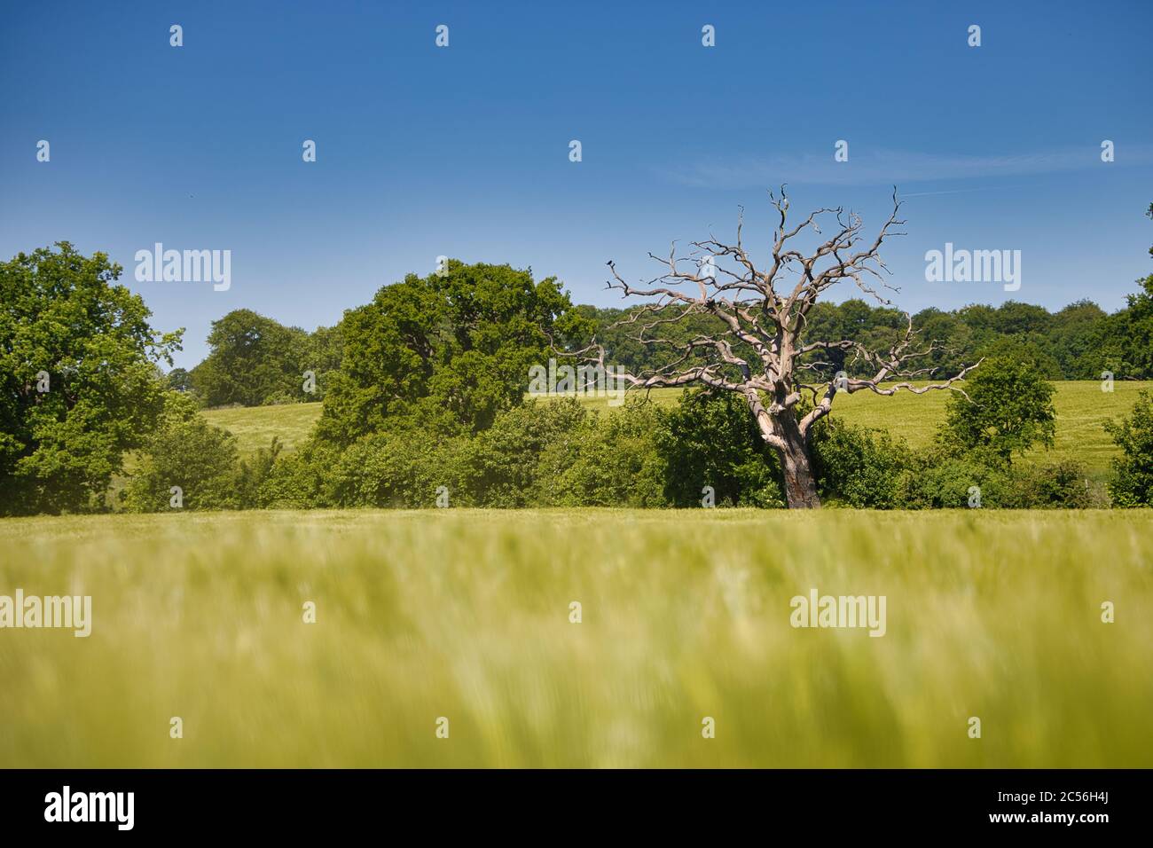 Quercia morta vicino alla città Plon, Ploen, Schleswig-Holstein, Germania Foto Stock