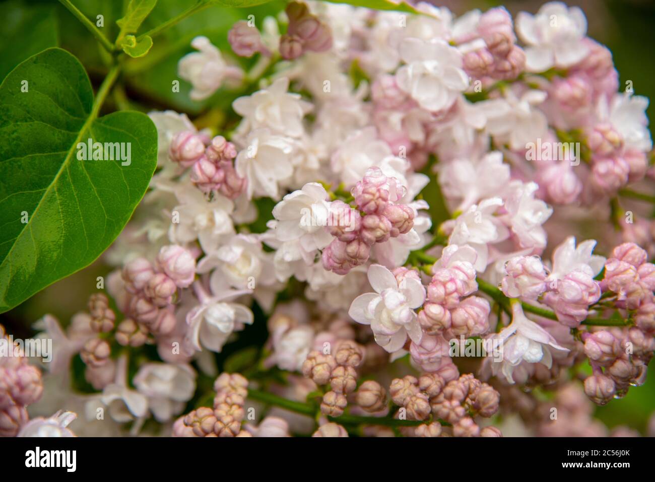 Un ramo di delicato lilla rosa di Terry con gocce d'acqua da vicino. Foto Stock