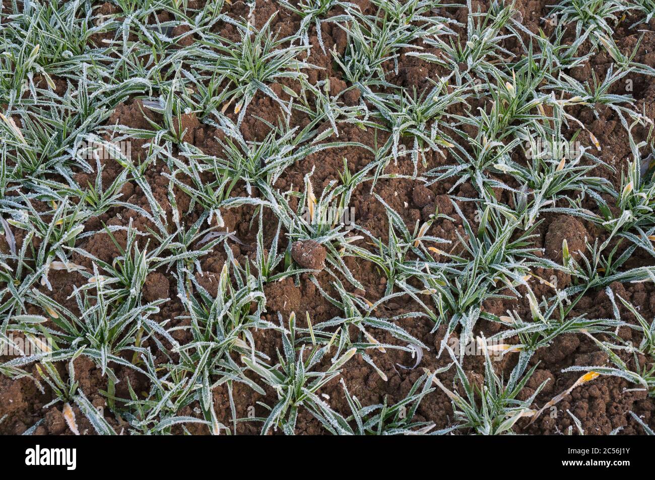 Grainfield con brina al mattino Foto Stock