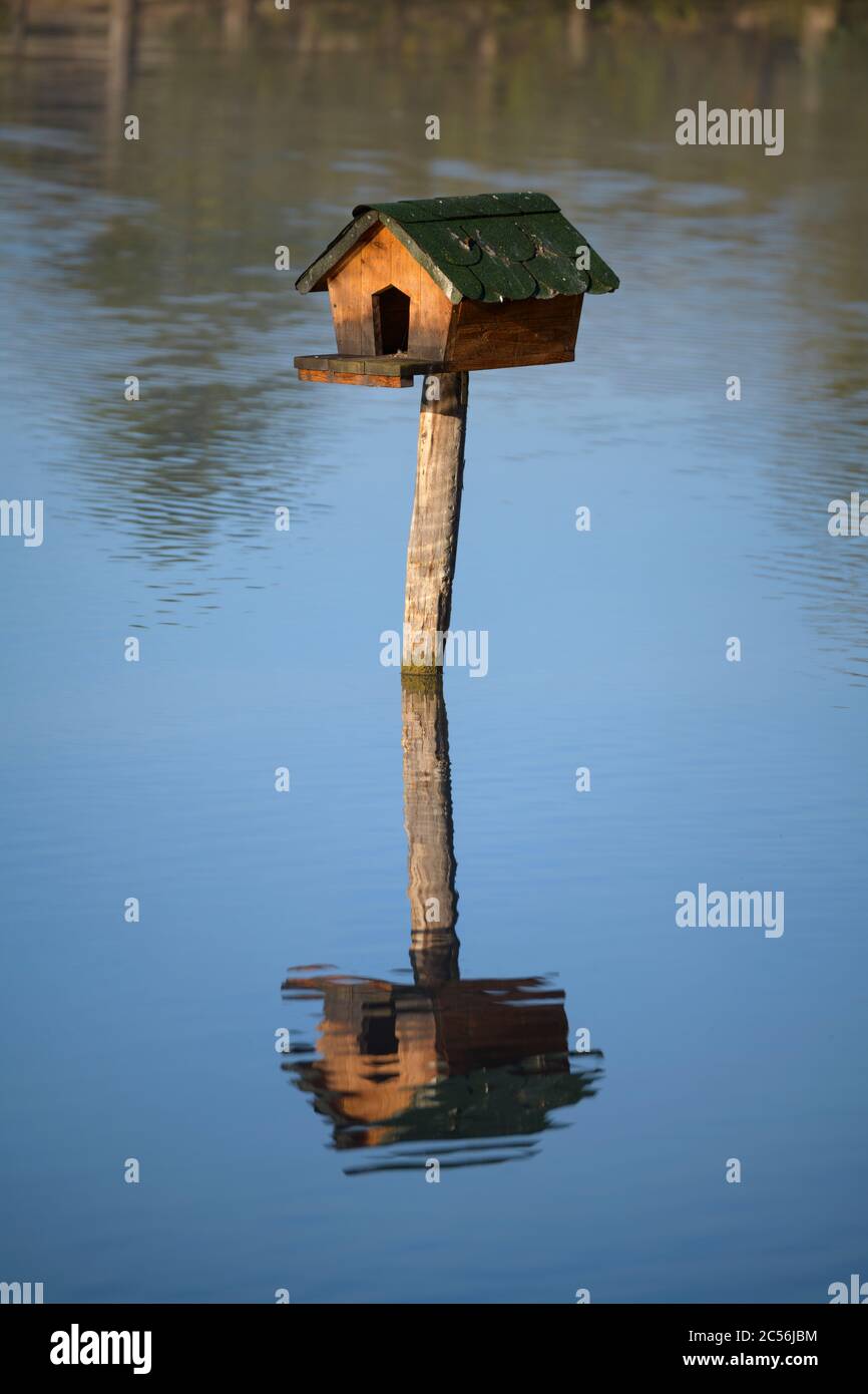 Anatra vivaio nel laghetto Foto Stock