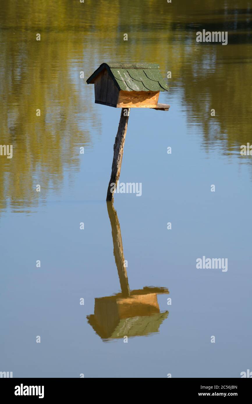 Anatra vivaio nel laghetto Foto Stock