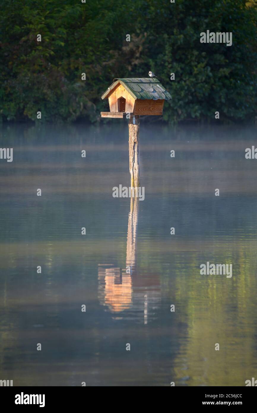 Anatra vivaio nel laghetto Foto Stock
