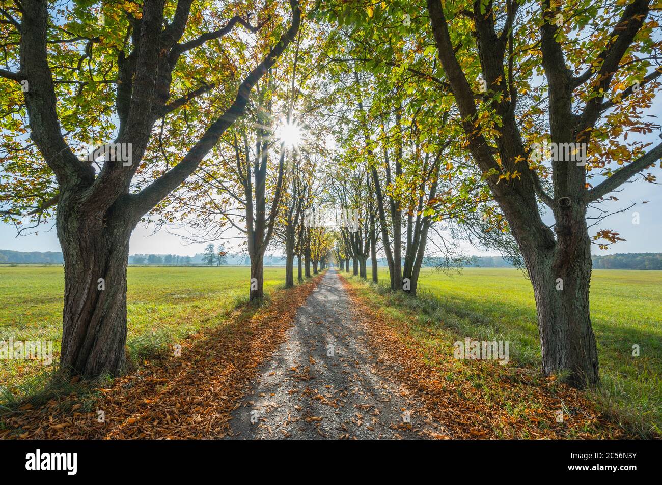 Tree Allee con sole in autunno, Riserva Naturale, Moenchbruch, vicino Moerfelden e Ruesselsheim, Hesse, Germania Foto Stock