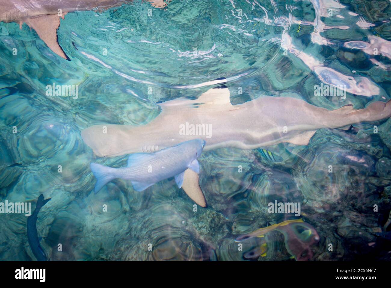 Maldive, Oceano Indiano Foto Stock