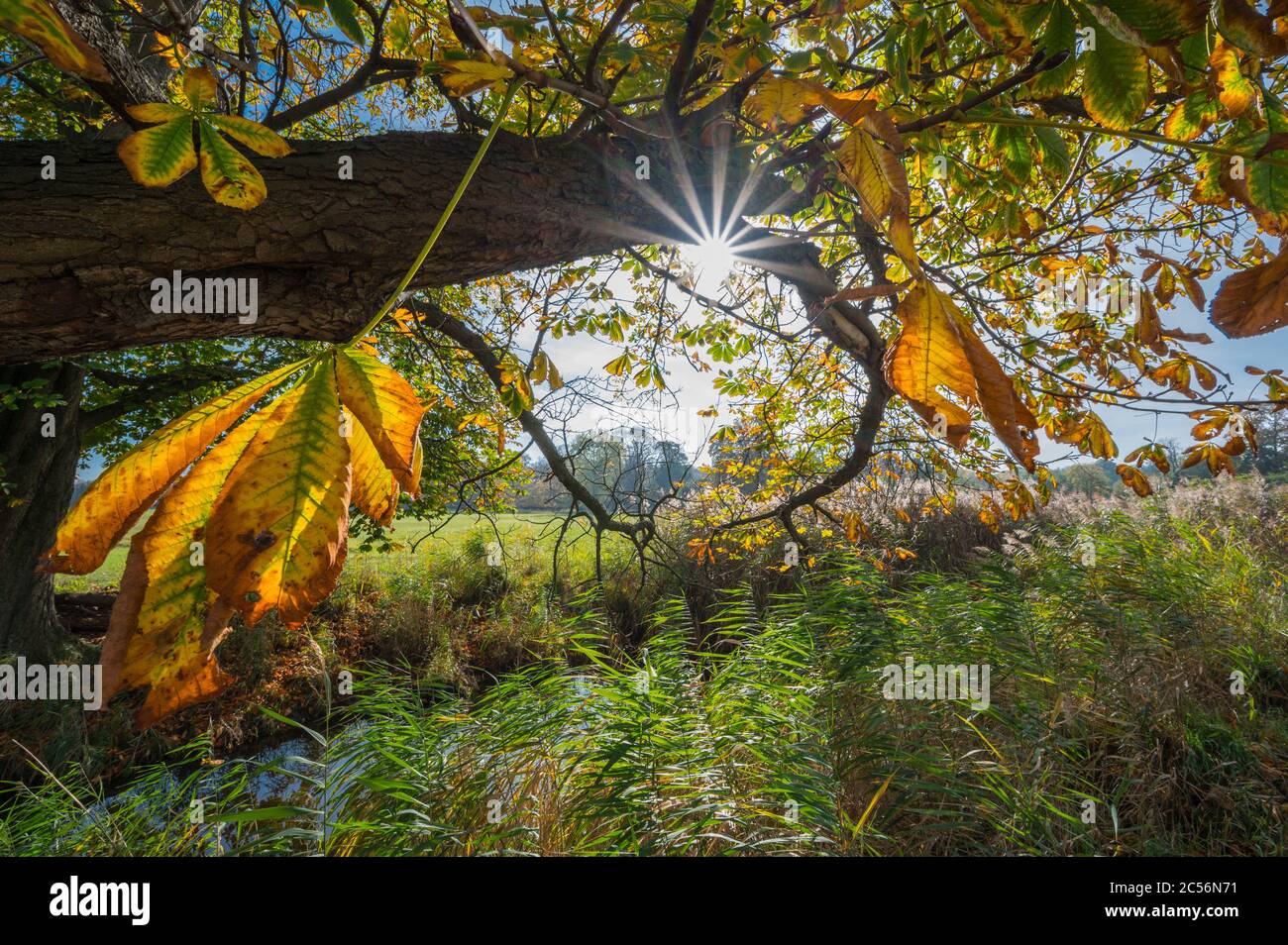 Castagno con sole in autunno, Riserva Naturale, Moenchbruch, vicino Moerfelden e Ruesselsheim, Hesse, Germania Foto Stock