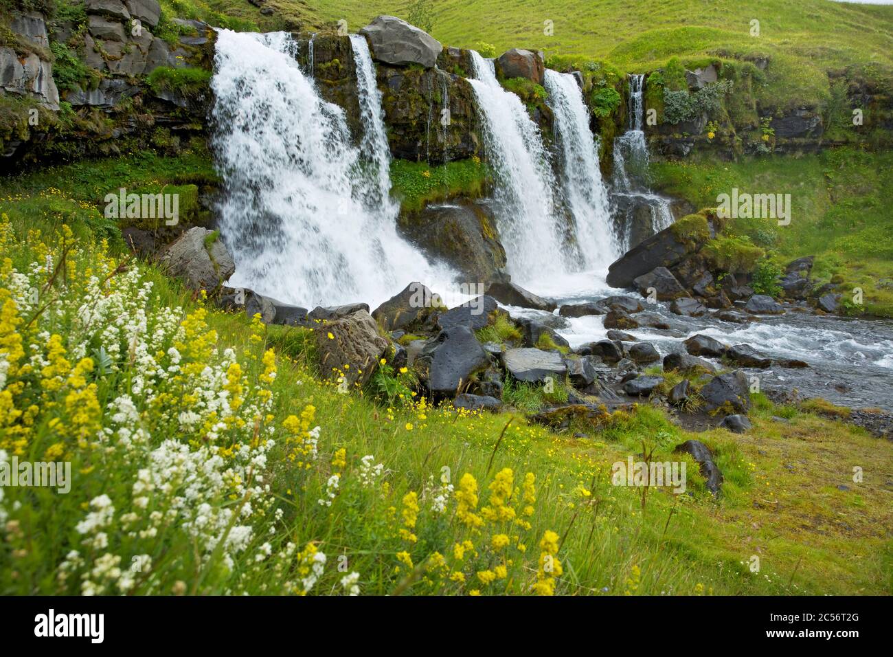 Prato fiorito di fronte alla cascata inferiore di Gluggafoss vicino a Mulakot vicino a Hvolsvoelur. Foto Stock