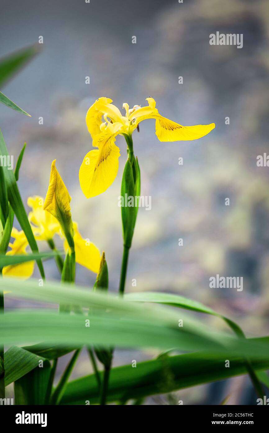 Iride gialla nota anche come Iris pseudacorus o bandiera gialla o bandiera dell'acqua. Primo piano di Iris. Foto Stock