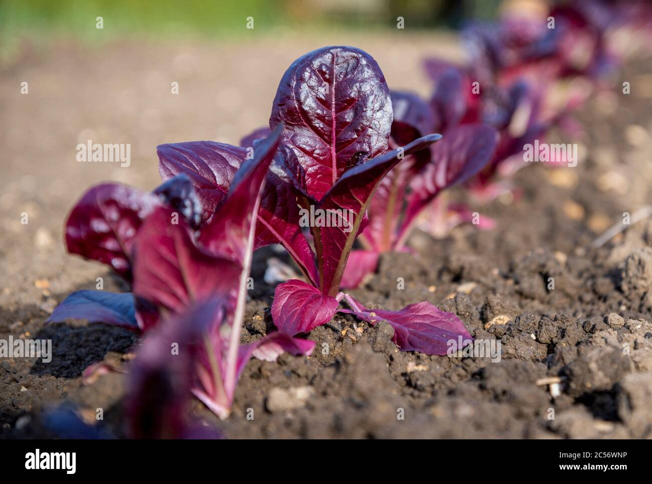 Primo piano di giovani pianta di lattuga rossi che crescono in una fila in terreno su assegnazione Foto Stock