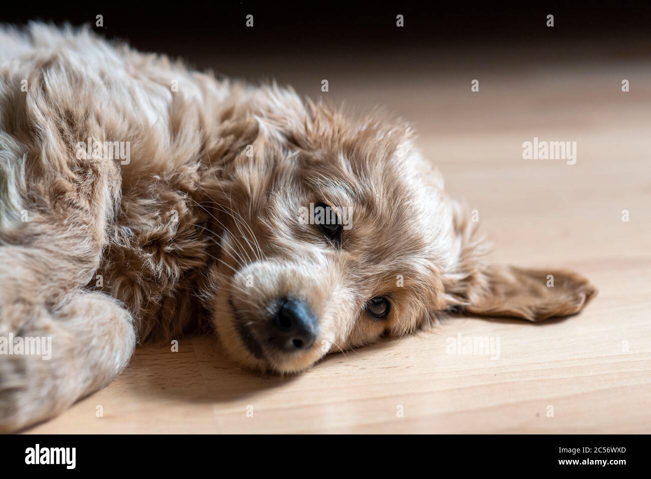 Un Mini Goldendoodle di 8 settimane (un mix di un retriever d'oro e un piccolo poodle) si trova su un pavimento laminato. Foto Stock