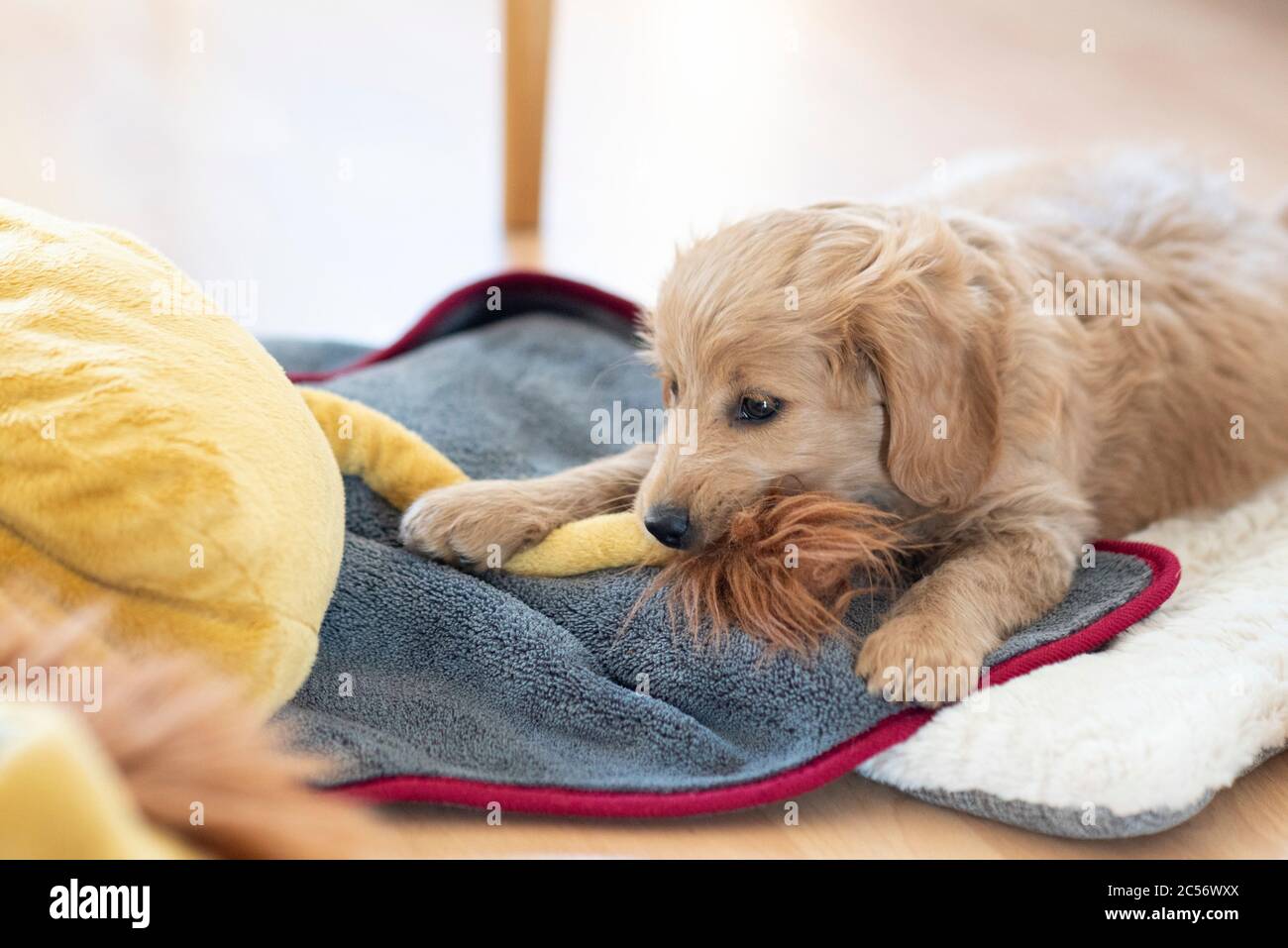 Un Mini Goldendoodle di 8 settimane (un miscuglio di un retriever d'oro e di un poodle in miniatura) morde la coda di un leone farcito. Foto Stock