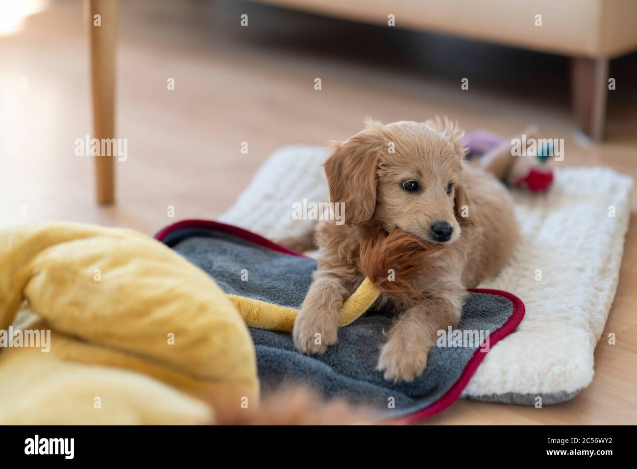 Un Mini Goldendoodle di 8 settimane (un miscuglio di un retriever d'oro e di un poodle in miniatura) morde la coda di un leone farcito. Foto Stock