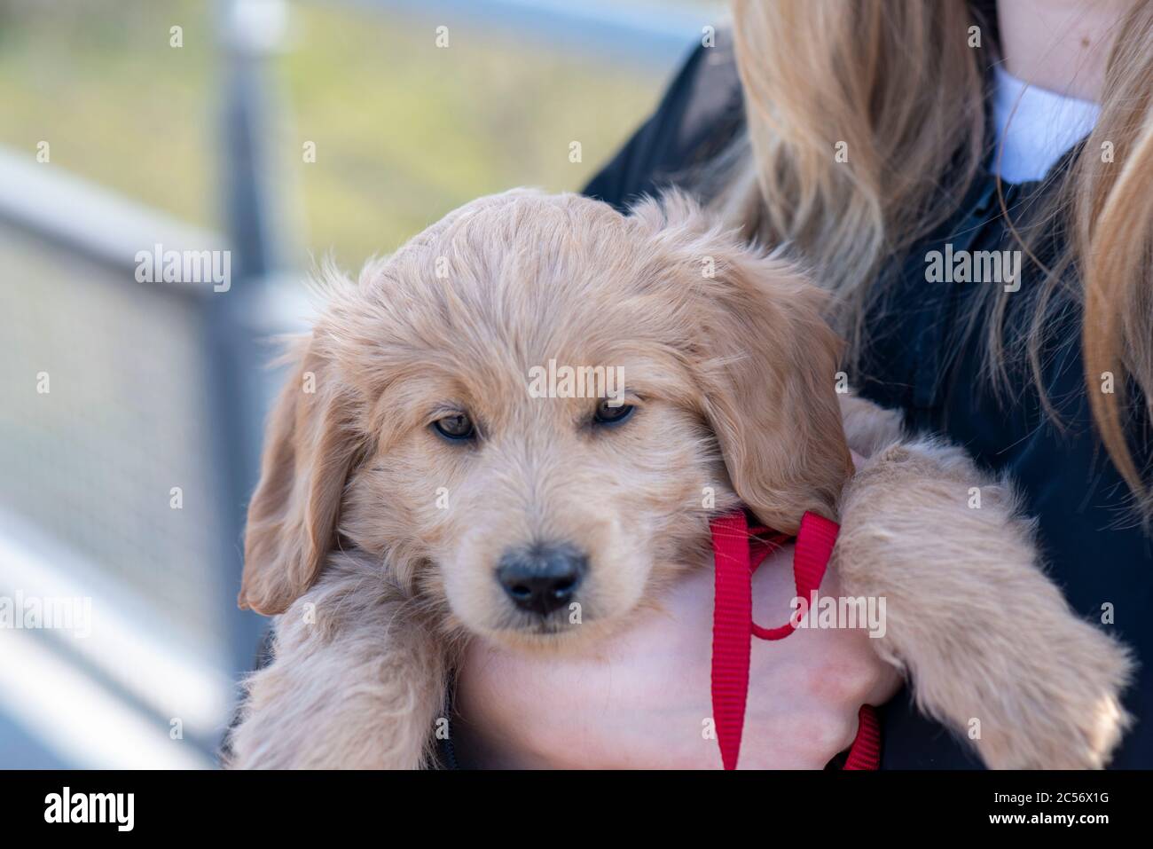 Un Mini Goldendoodle di 8 settimane (una miscela di Golden Retriever e Miniature Poodle) può essere trasportato dal suo proprietario. Foto Stock