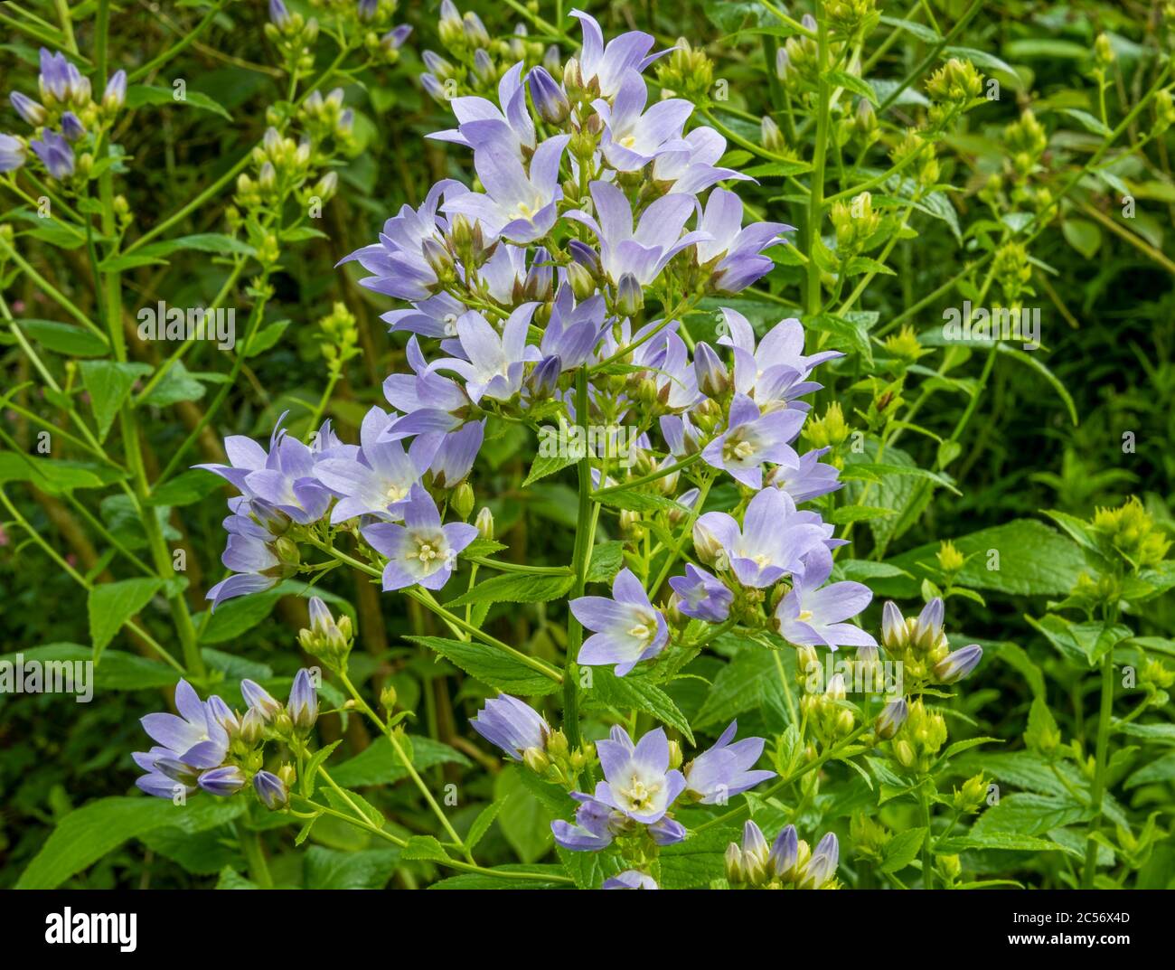Closeup di pake viola Campanula lactiflora (Milky Bellflower) al bordo con verde verde sfocato fogliame sullo sfondo. Foto Stock