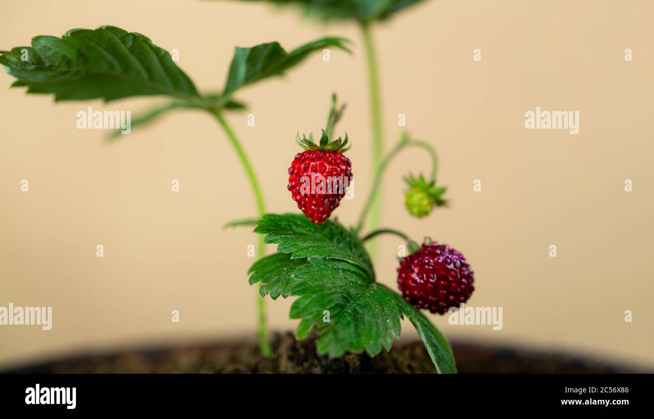 Fragola biologica. Frutta di bacche primo piano. Bacche fresche mature isolate sul giardino. Fragole piccole. Bacche dolci. Foto Stock