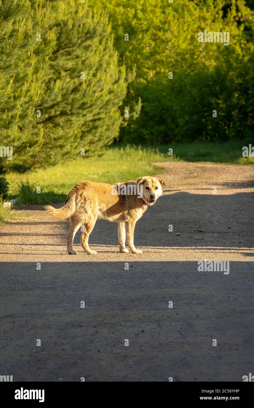 Un cane rosso vagato cammina lungo la strada del villaggio. Foto Stock