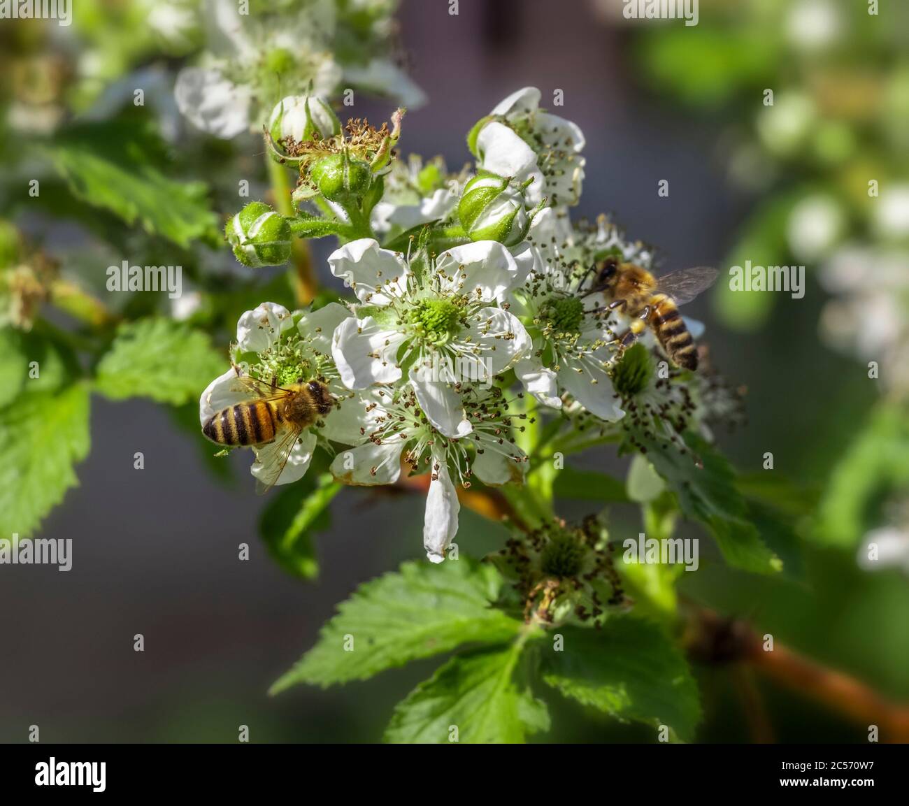 Le api raccolgono il polline dai fiori di un albero di mela. Foto Stock