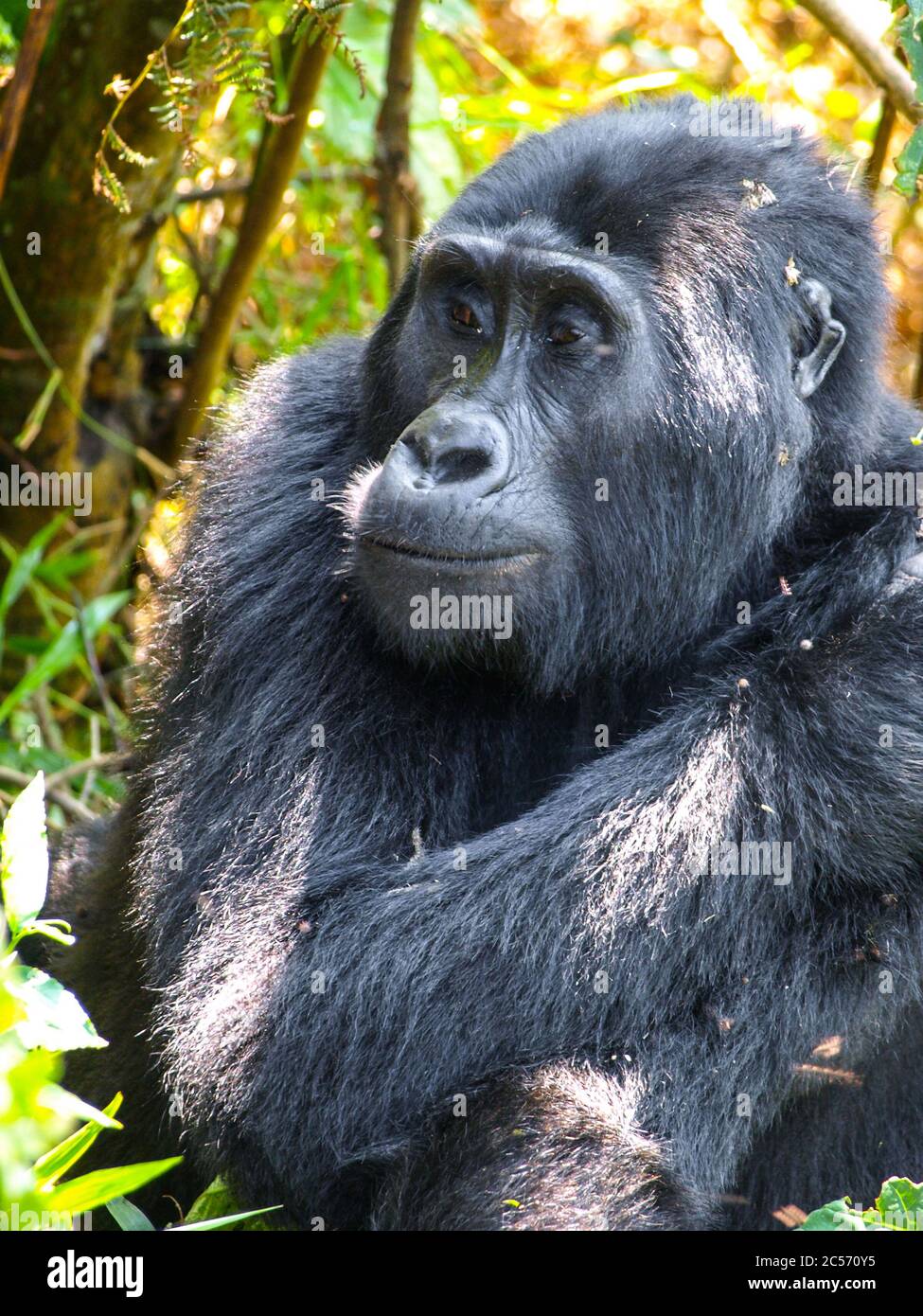 Carino gorilla femminile in habitat naturale, Uganda, Africa Foto Stock