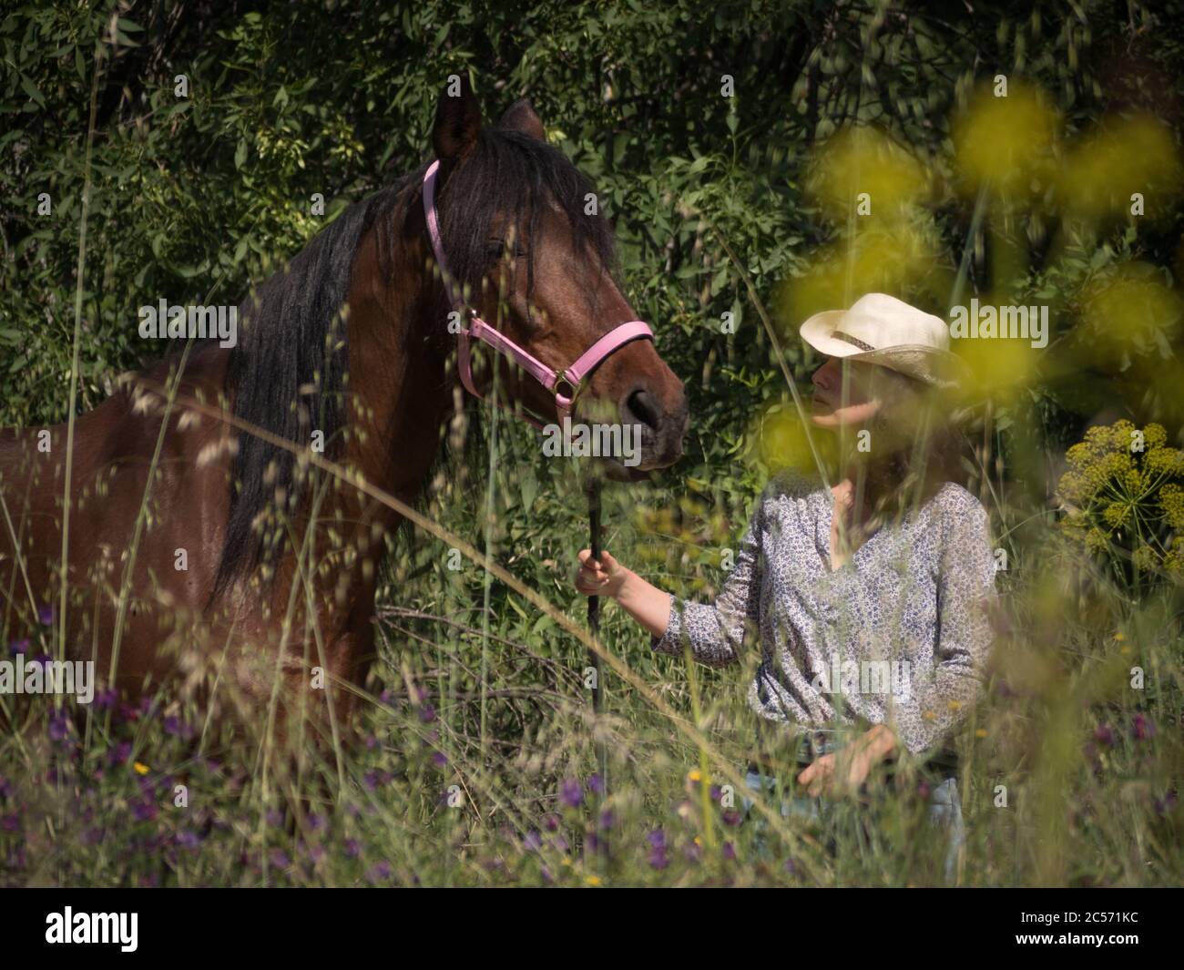 Donna rider che lavora a terra con andaluso castagno mare. Foto Stock