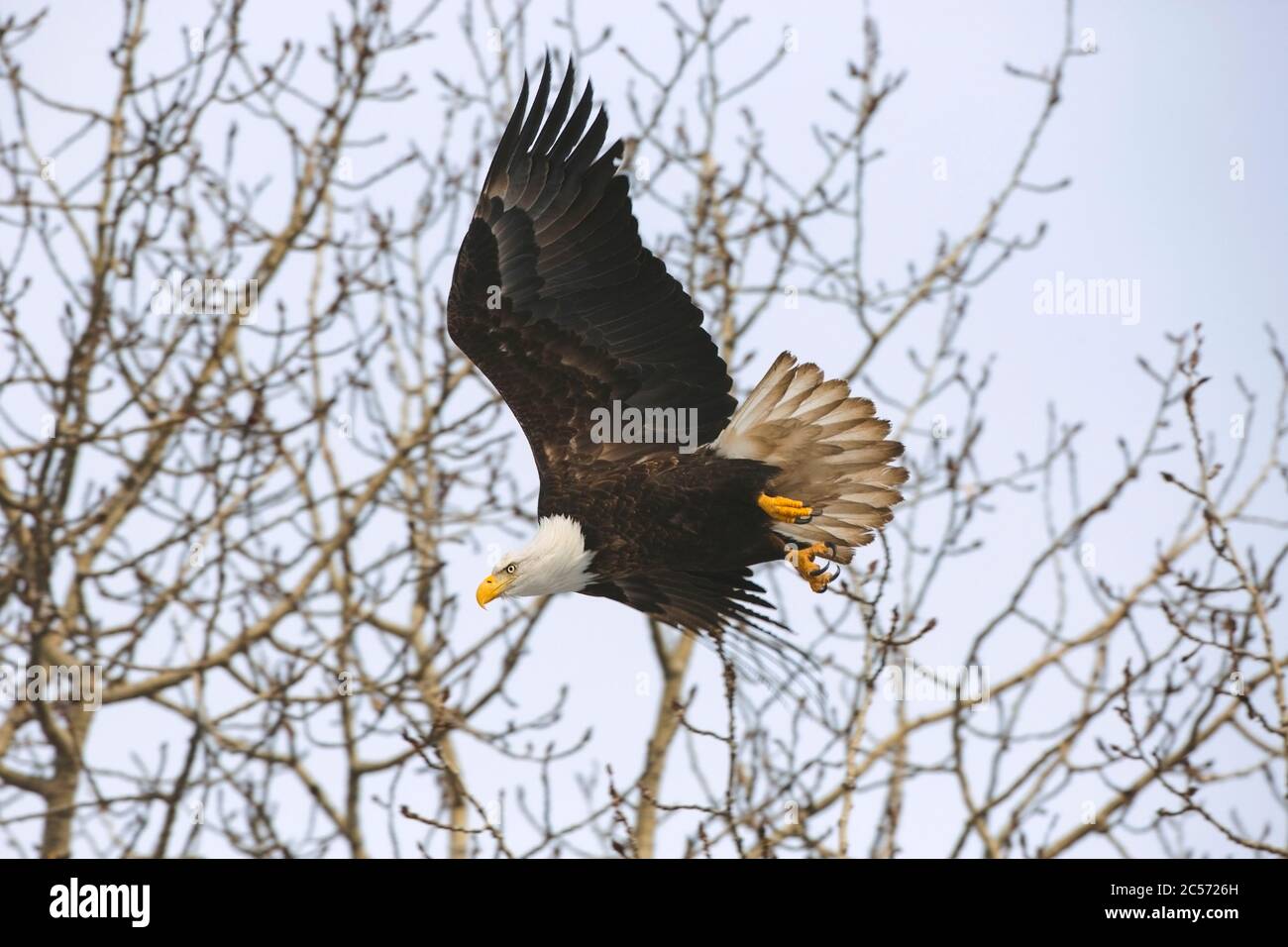 Aquila calva in volo mentre caccia, mostrando taloni affilati. Foto Stock