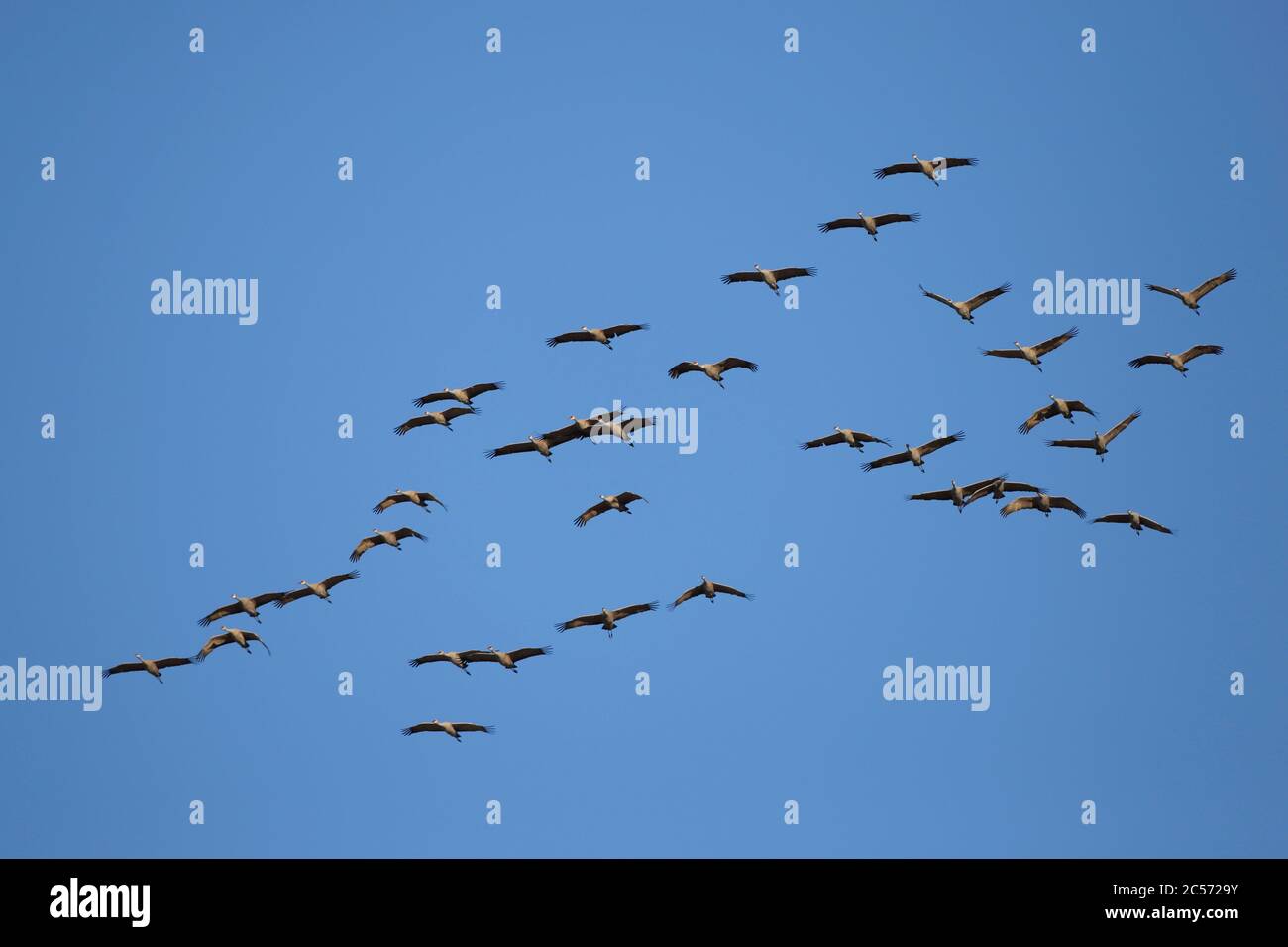 Grande gregge di gru che volano insieme su cielo blu., migrando ai loro terreni di allevamento. Foto Stock