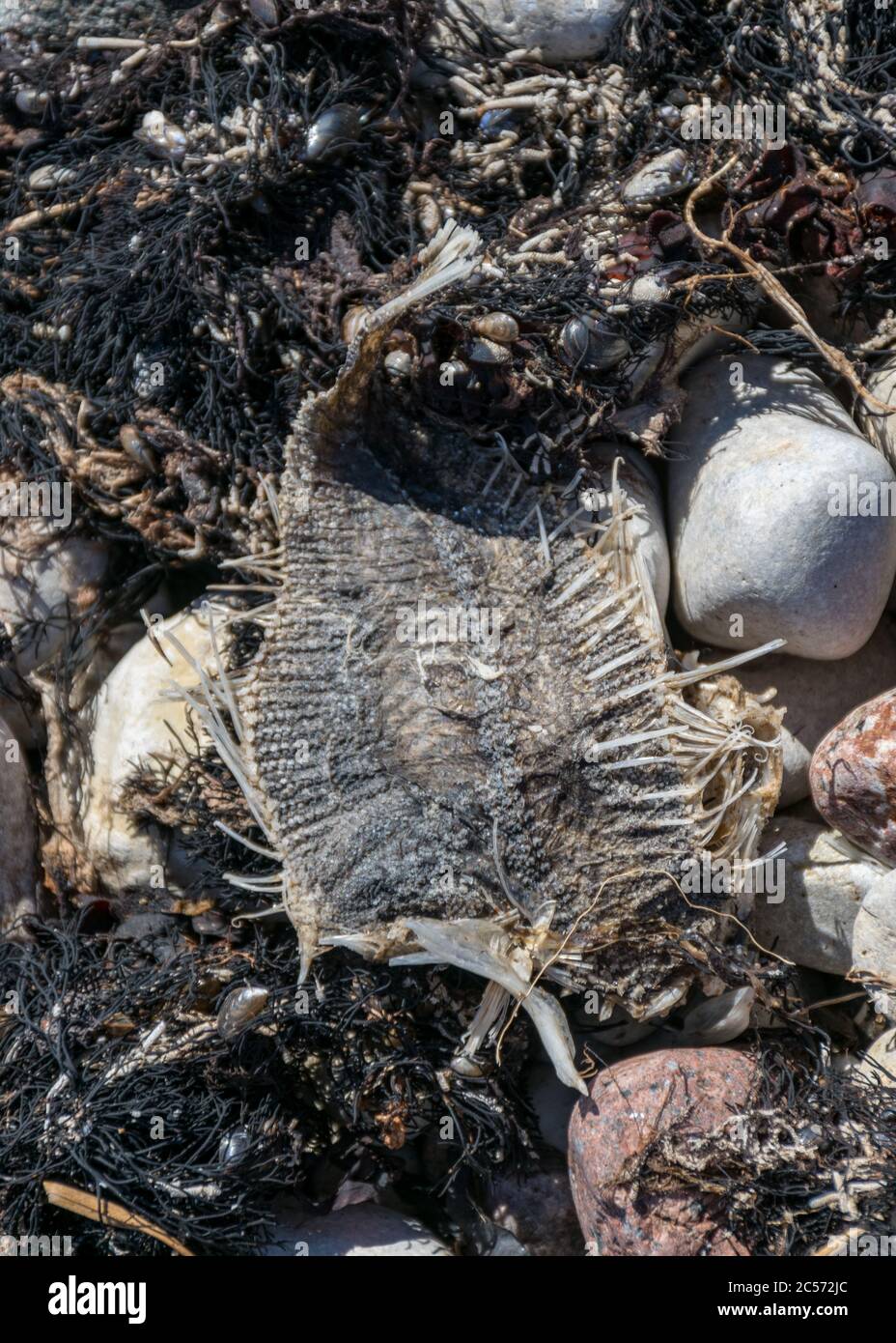 Foto con frammenti di scheletro di pesci morti su uno sfondo di ghiaia, costa del Mar Baltico, Estonia Foto Stock