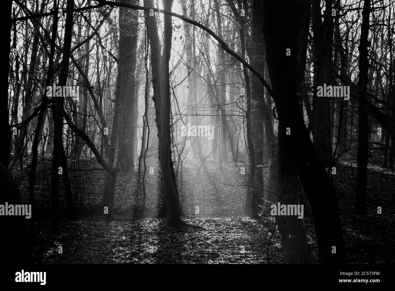 foresta in inverno in bianco e nero , con alberi senza foglie e il sole Foto Stock