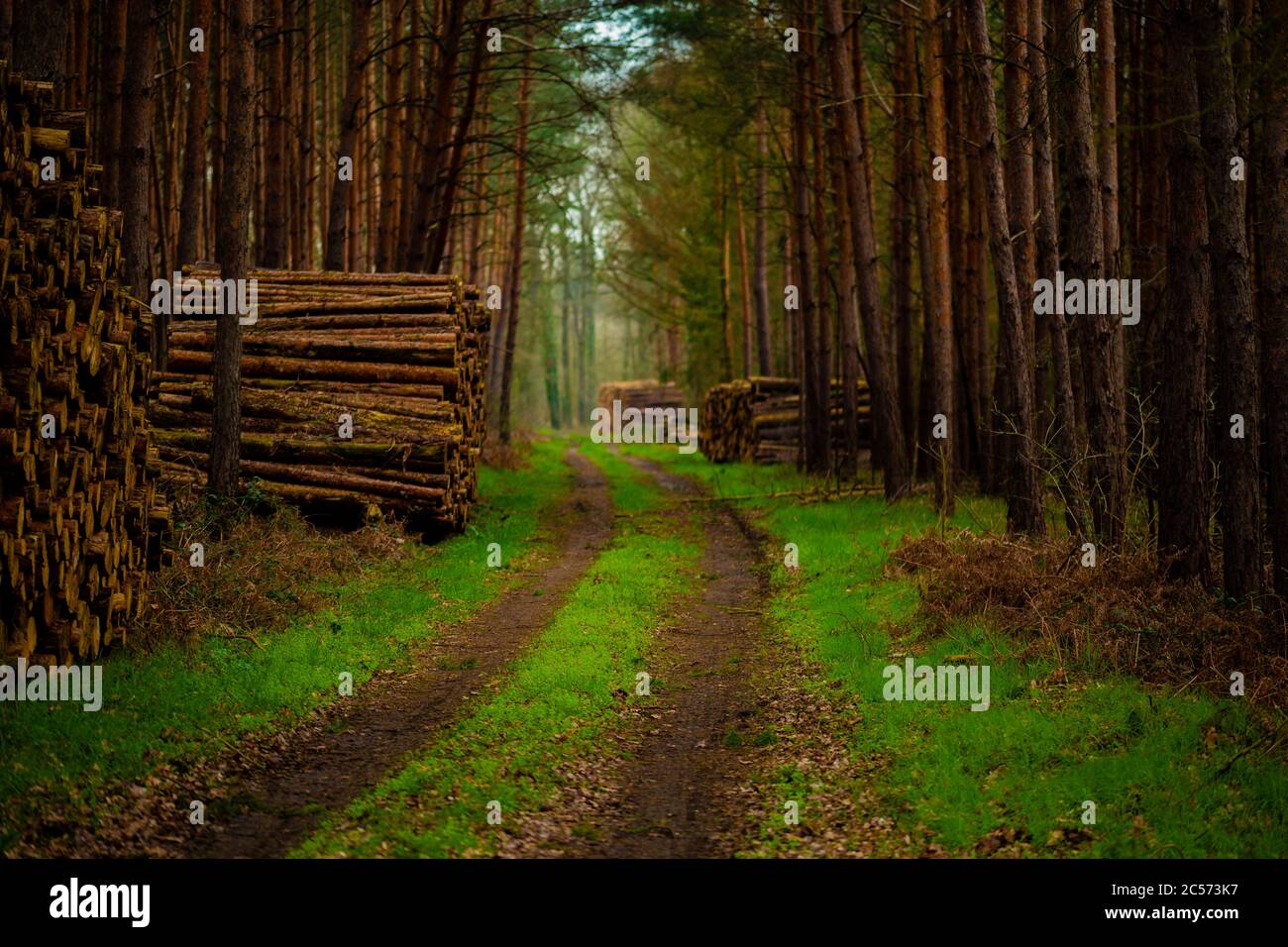 Strada forestale in primavera, con l'erba sopravfatta, sul bordo del sentiero con le pile di legno accatastate Foto Stock