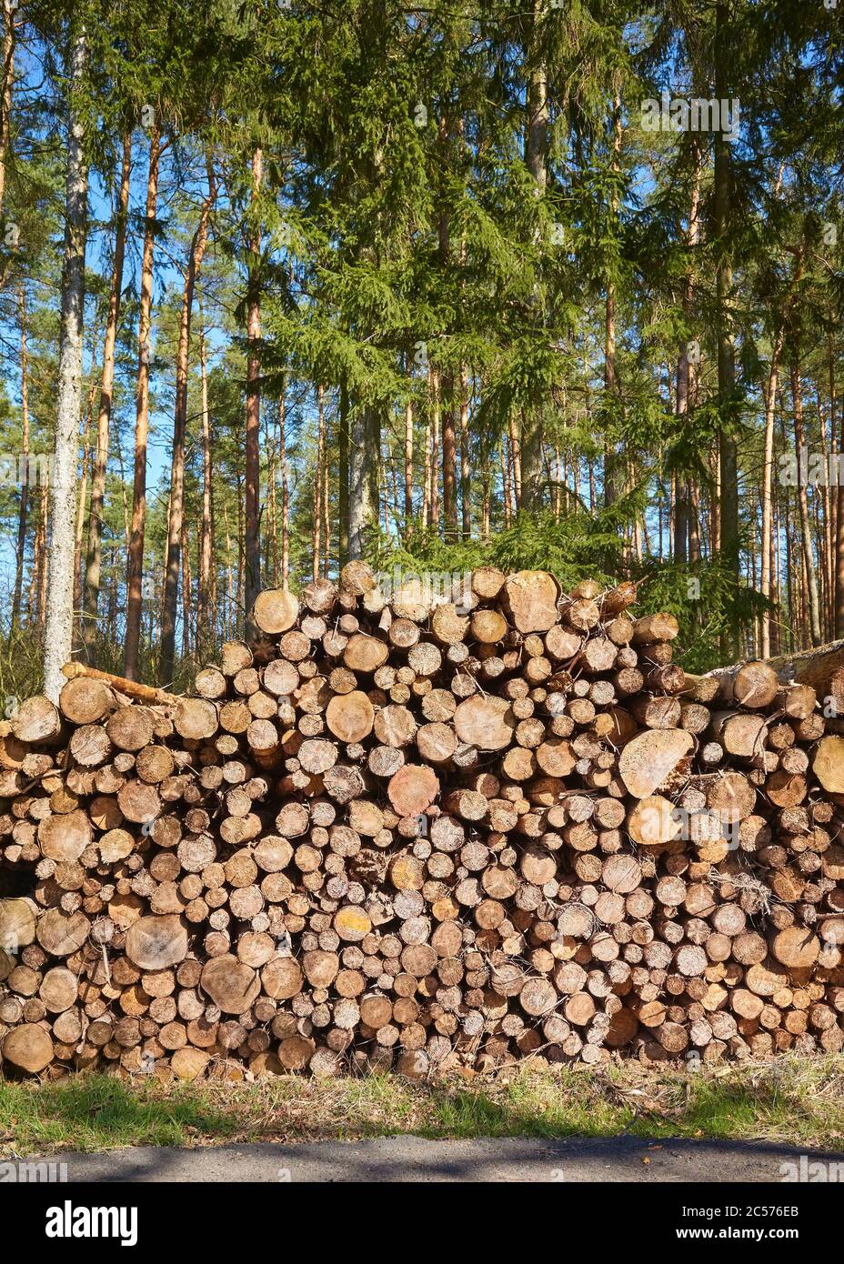 Pila di legno in una foresta. Foto Stock