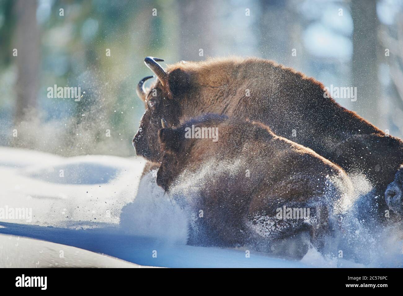 Bisonte europeo (Bison bonasus) in inverno, Bayernn Forest National Park, Bayern, Germania Foto Stock