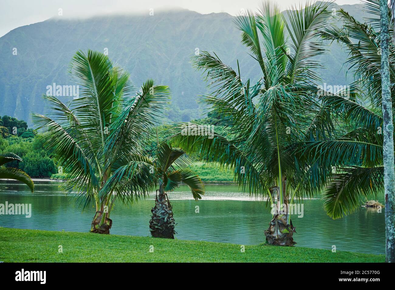 Palme da cocco o palme da cocco (Cocos nucifera), Parco Regionale di Kahaluu, Hawaii, Stati Uniti Foto Stock