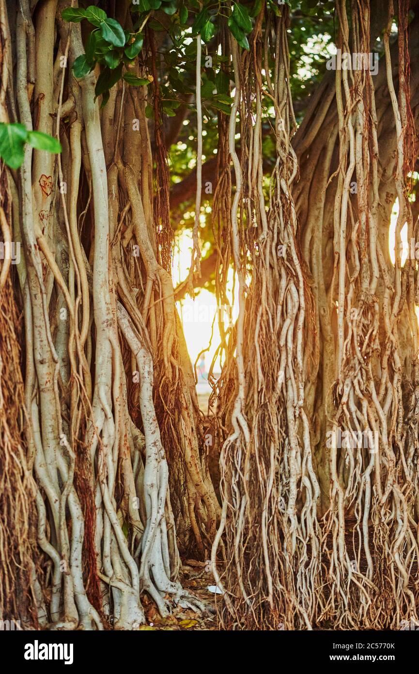 Banyan o fichi (Ficus benghalensis) sulla spiaggia di Waikiki, Honolulu, Isola Hawaiiana di Oahu, o'ahu, Hawaii, Stato di Aloha, Stati Uniti Foto Stock