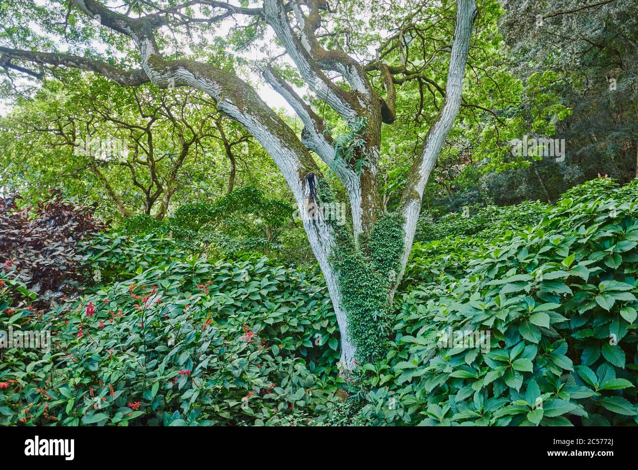 Acacia, carrube nere (pseudoacacia di Robinia), albero, tronco, rami, Hawaii, Aloha state, Stati Uniti Foto Stock