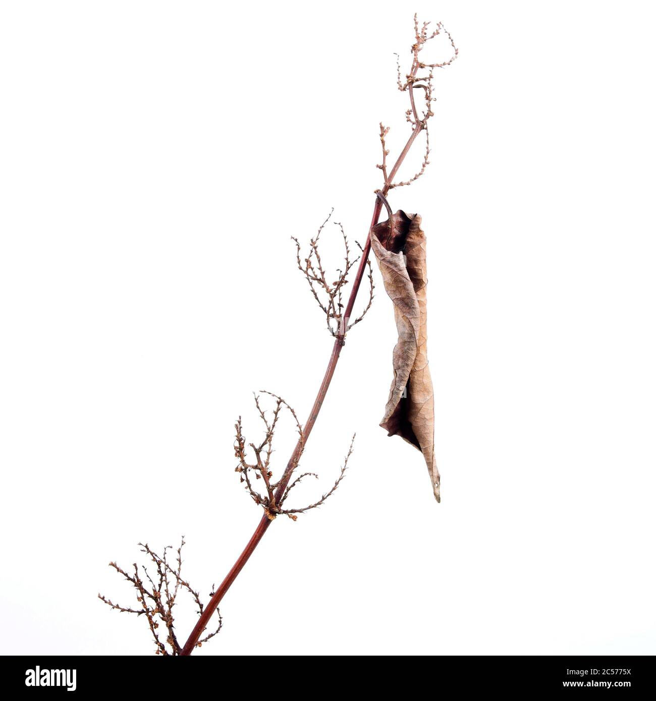 Foglia secca su sfondo bianco Foto Stock