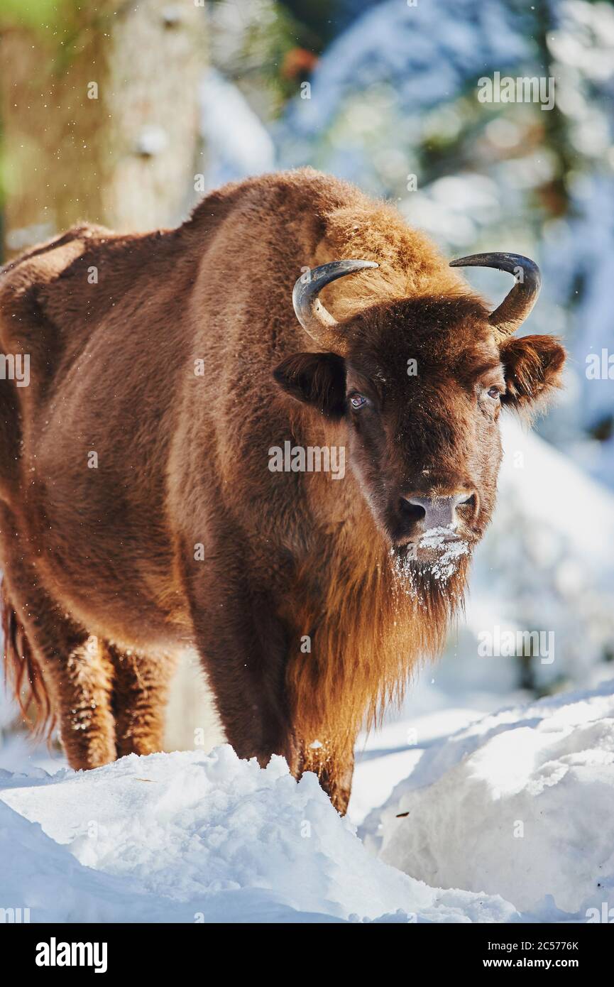 Bisonte europeo (Bison bonasus) in inverno, Bayernn Forest National Park, Bayern, Germania Foto Stock