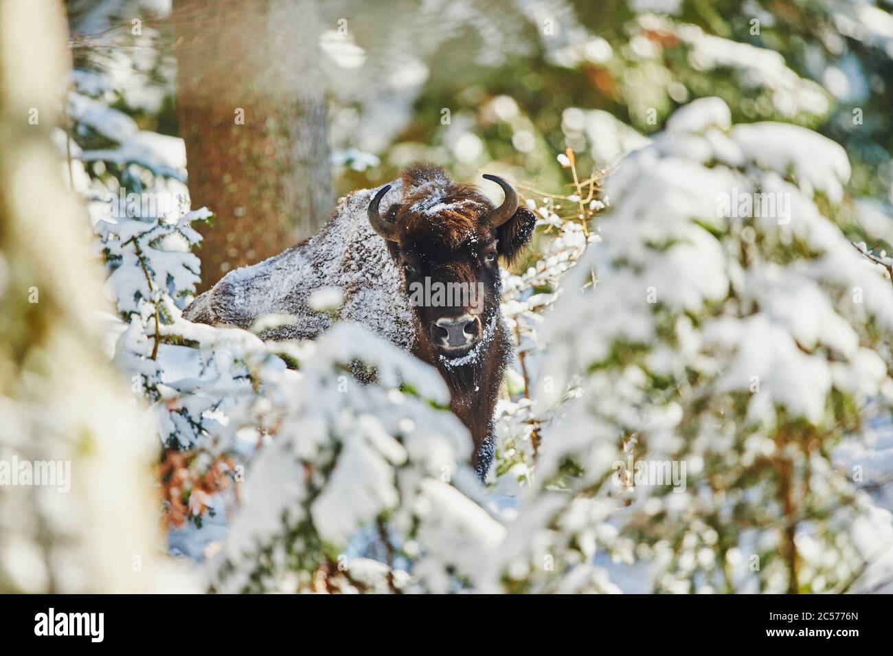 Bisonte europeo (Bison bonasus) in inverno, Bayernn Forest National Park, Bayern, Germania Foto Stock