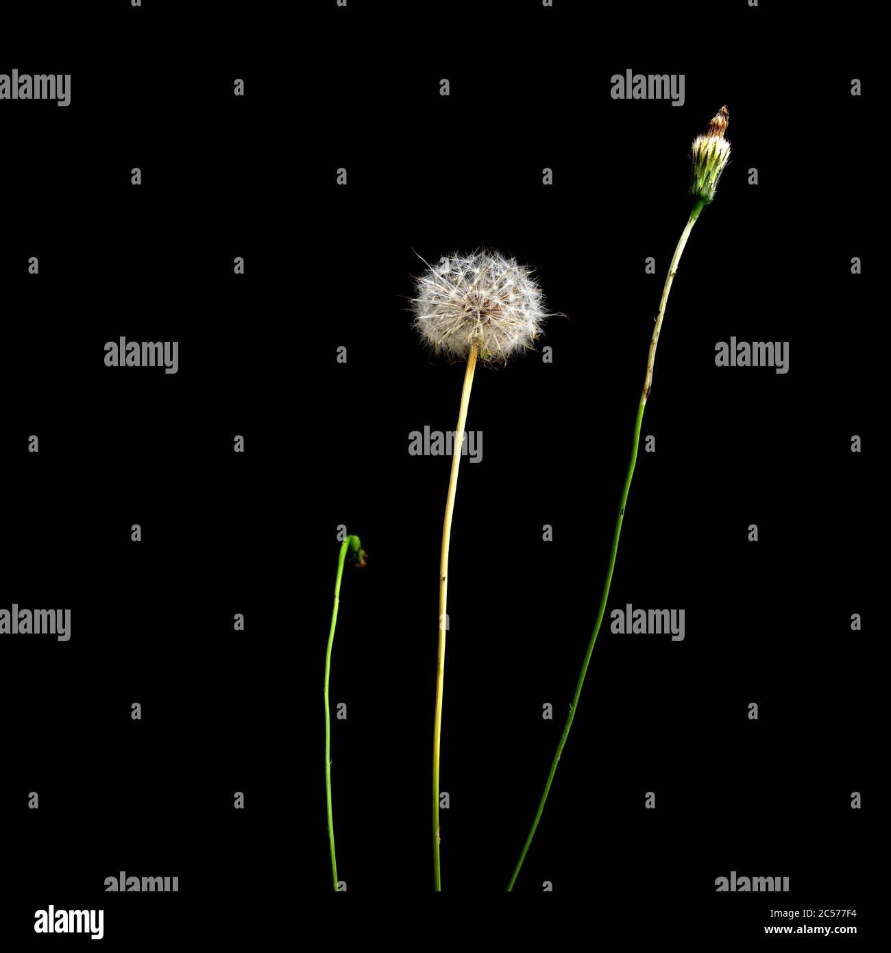 Dente di leone rotto su sfondo nero Foto Stock