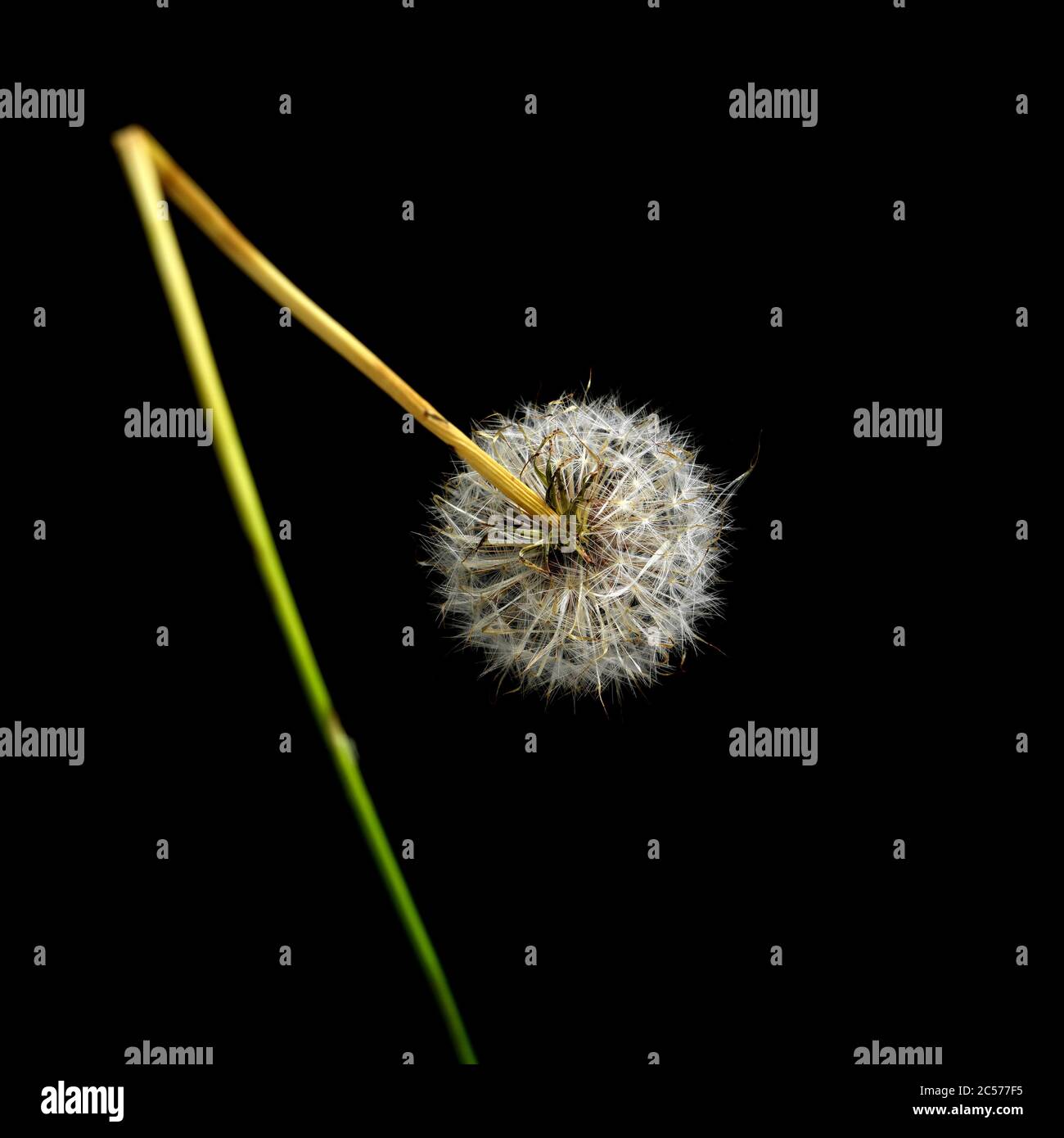 Dente di leone rotto su sfondo nero Foto Stock