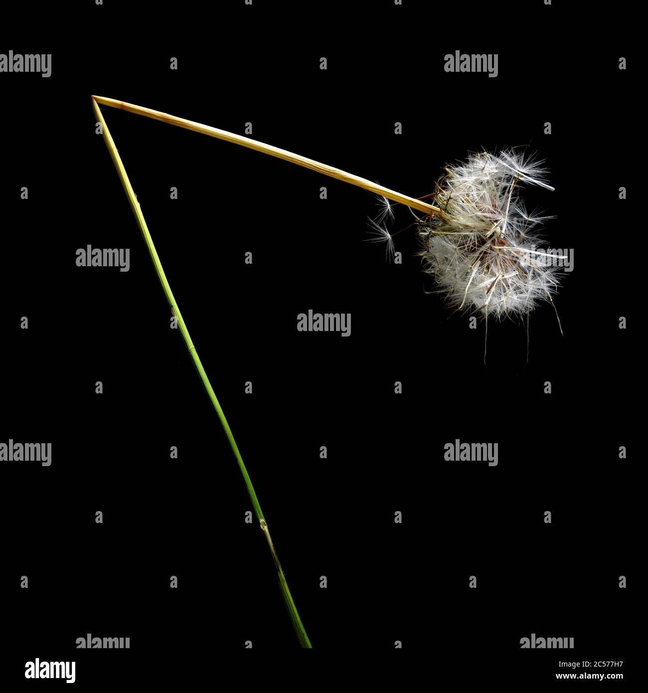 Dente di leone rotto su sfondo nero Foto Stock