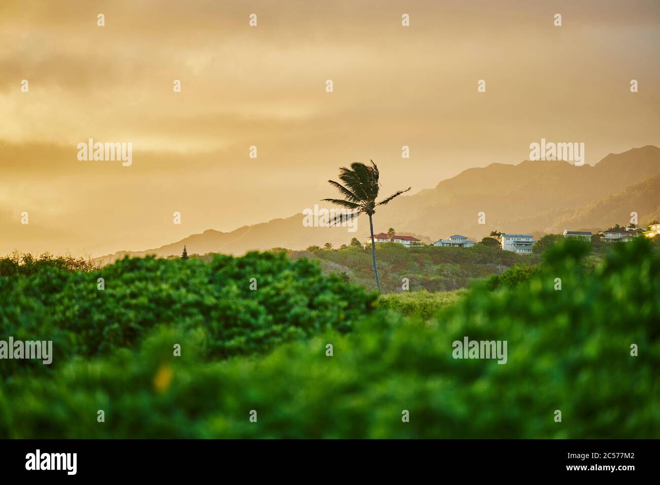 Palme da cocco o palme da cocco (Cocos nucifera) al tramonto e alle tempeste, Oahu Hawaiian Island, Oahu, Hawaii, Aloha state, USA Foto Stock