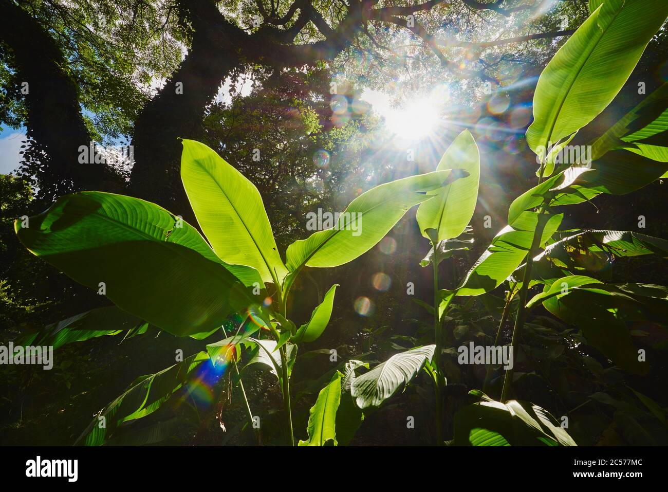 Banana Plants, Musea, nella giungla, Hawaii, Aloha state, Stati Uniti Foto Stock