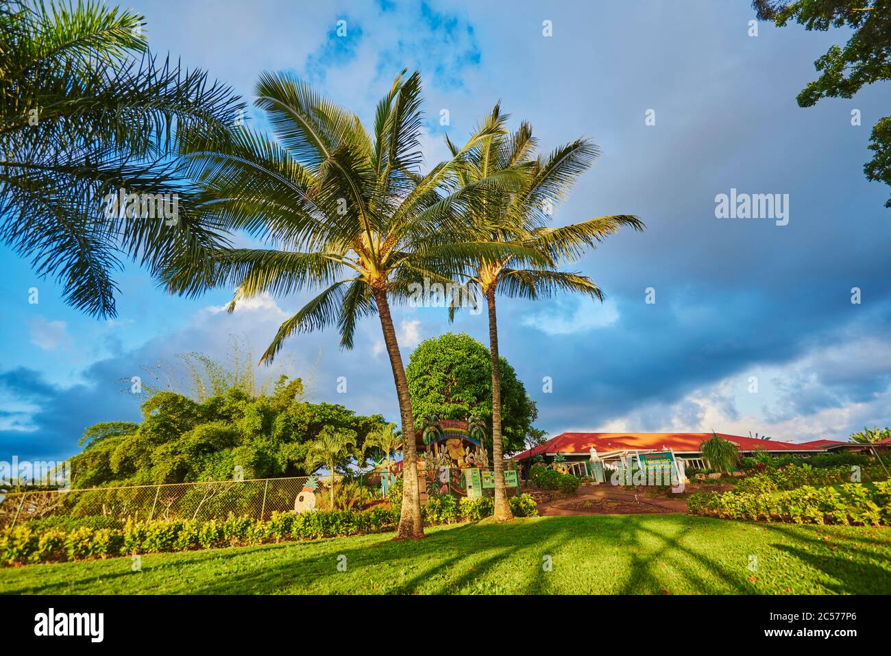 Palme da cocco o palme da cocco (Cocos nucifera), Maili Beach Park, Leeward Coast, Waikiki, Hawaii, Stati Uniti Foto Stock