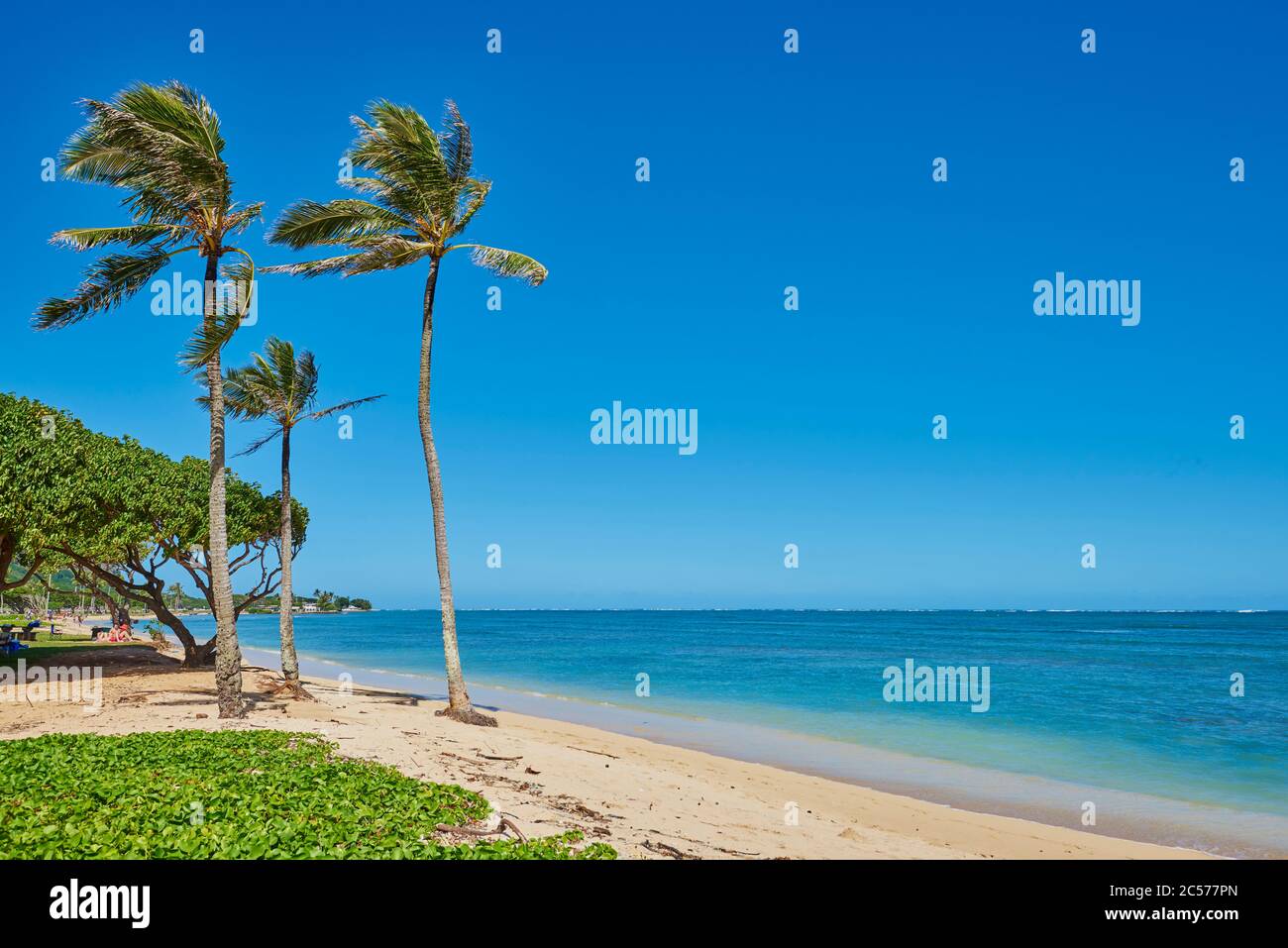 Palme da cocco o palme da cocco (Cocos nucifera), Kualoa Rock Beach a Kualoa Point e Mokoli'i Island, Hawaii, Stati Uniti Foto Stock