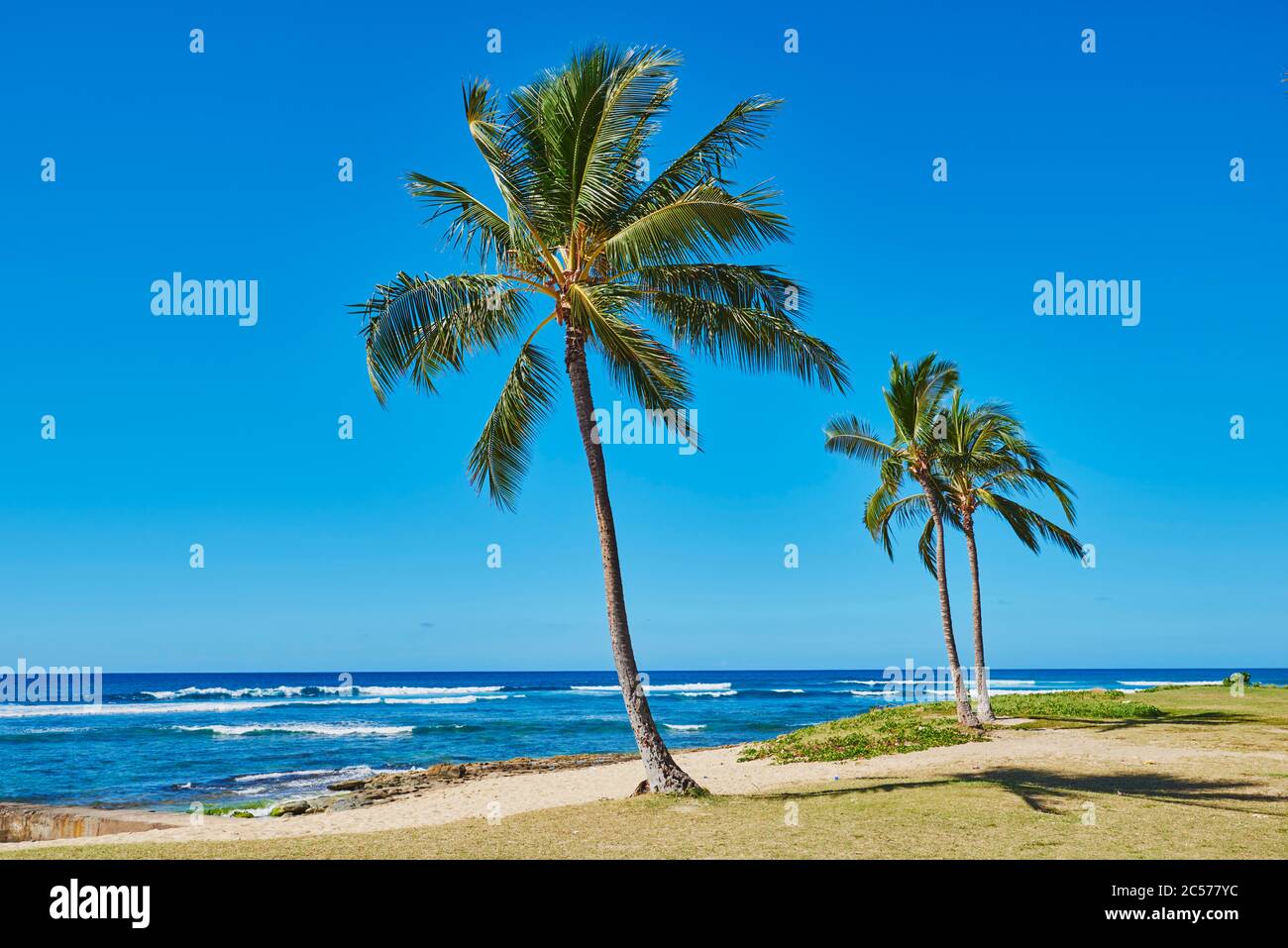 Palme da cocco o palme da cocco (Cocos nucifera), Maili Beach Park, Leeward Coast, Waikiki, Hawaii, Stati Uniti Foto Stock