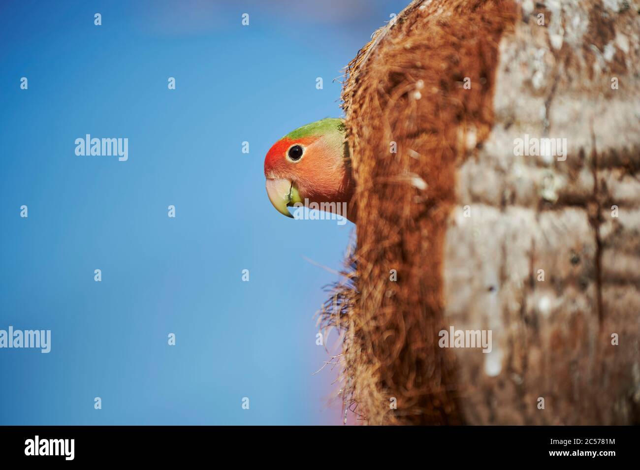 Peach-head (Agapornis fischeri), pappagallo, albero, laterale, seduta, Hawaii, Aloha state, Stati Uniti Foto Stock