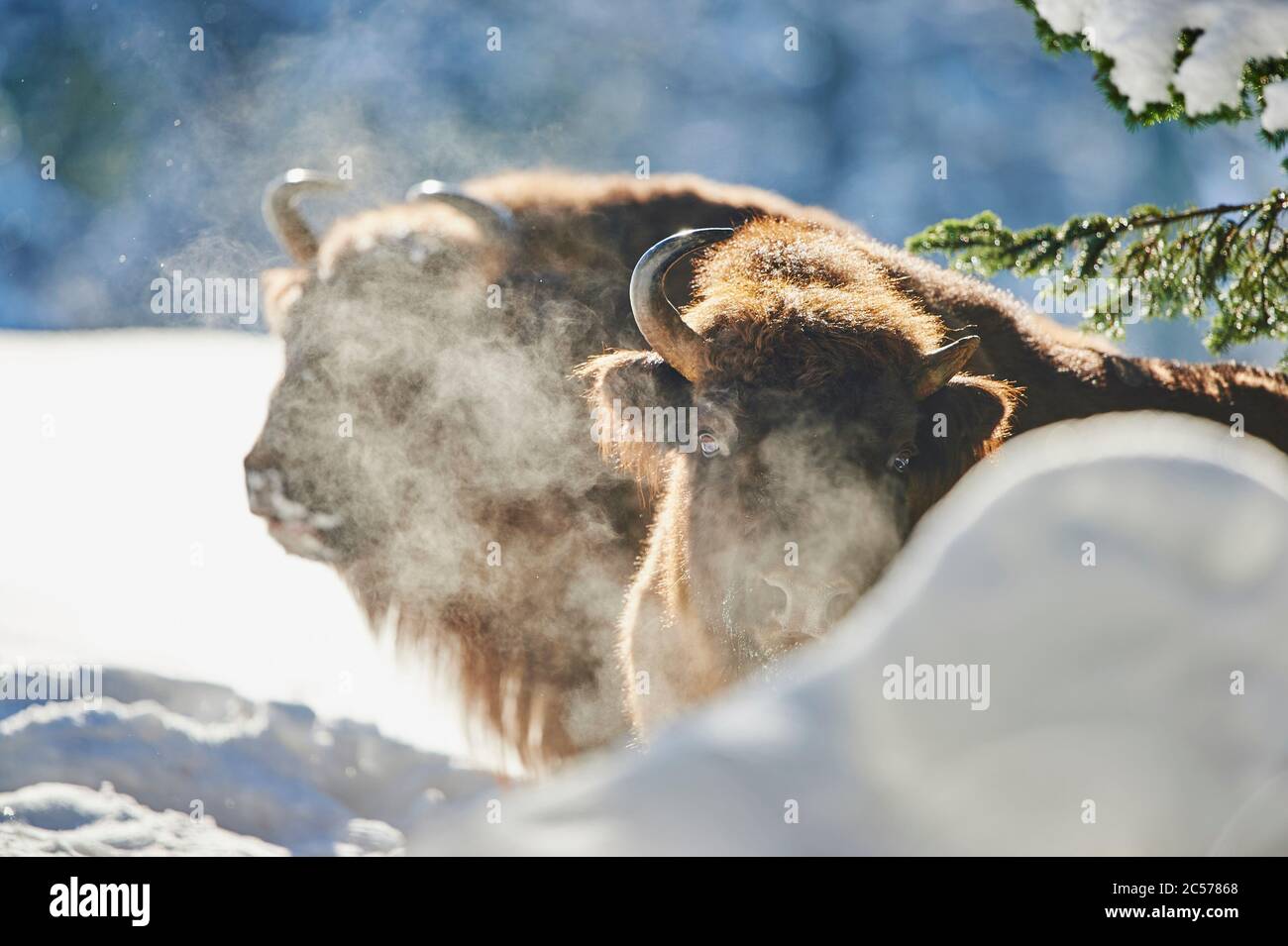 Bisonte europeo (Bison bonasus) in inverno, Bayernn Forest National Park, Bayern, Germania Foto Stock