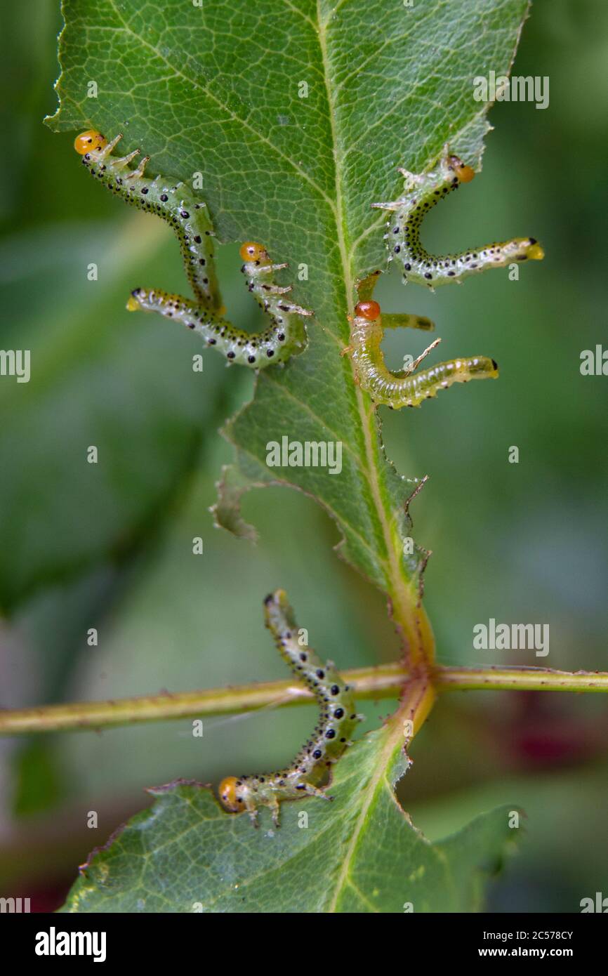 Caterpillars giardino parassiti mangiare piante Foto Stock