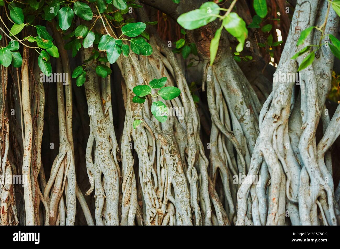 Banyan o fichi (Ficus benghalensis) sulla spiaggia di Waikiki, Honolulu, Isola Hawaiiana di Oahu, o'ahu, Hawaii, Stato di Aloha, Stati Uniti Foto Stock