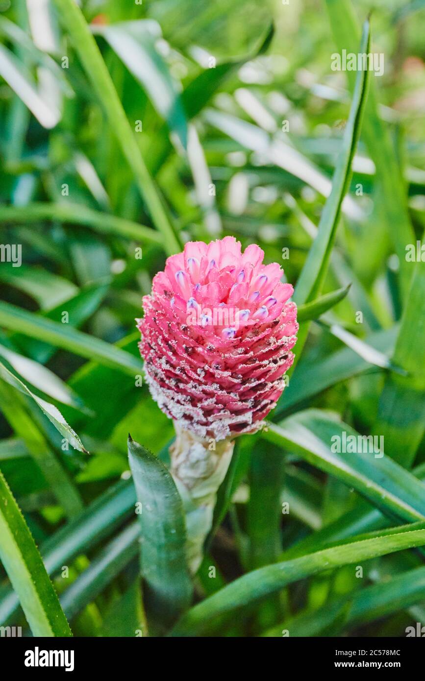 Ananas (ananas comosus), piantagione, coltivazione, fioritura, fioritura, Hawaii, Aloha state, Stati Uniti Foto Stock