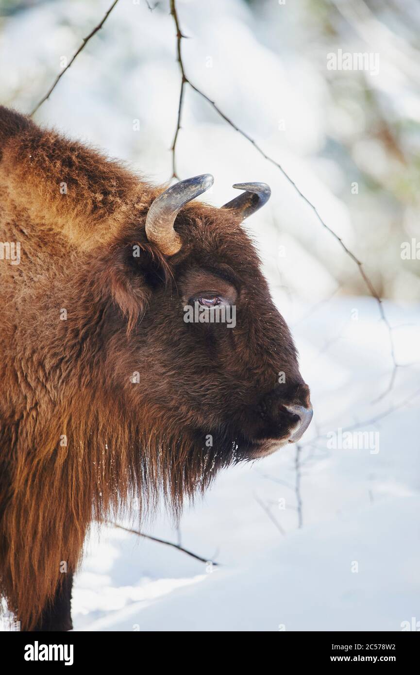 Bisonte europeo (Bison bonasus) in inverno, Bayernn Forest National Park, Bayern, Germania Foto Stock