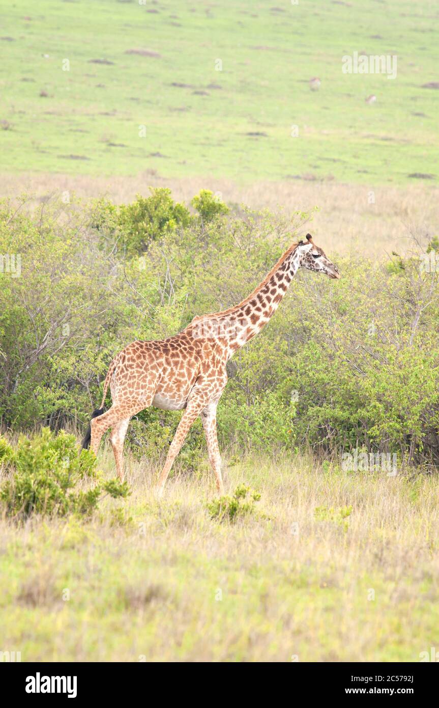 Masai Giraffe, Giraffa camelopardalis, femmina nella Riserva Nazionale Masai Mara. Kenya. Africa. Foto Stock